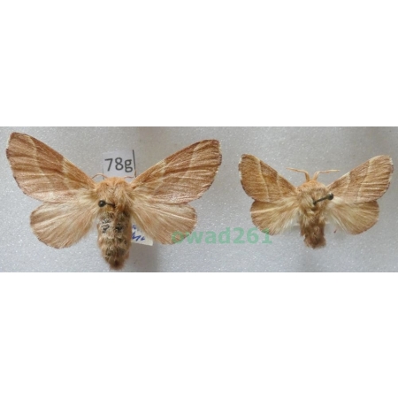 Malacosoma neustria (Linnaeus, 1758) pair Czech78g